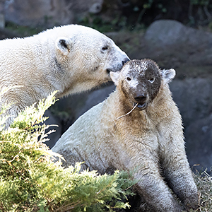 ゴーゴとイッちゃんの同居写真