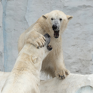 イコロとデアの同居写真