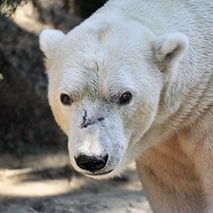 ジャンブイの写真