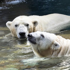 ジャンブイとツヨシの同居写真